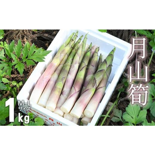 ふるさと納税 野菜類 山形県 鶴岡市 令和8年産先行予約 月山筍 1kg 山形県鶴岡市産 JA庄内たがわ K-830
