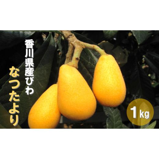 ふるさと納税 果物類 びわ 香川県 東かがわ市   初夏の果実 なつたより(びわ)約1kg