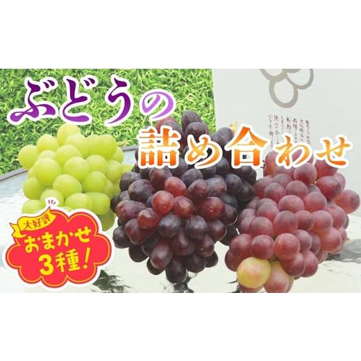 ふるさと納税 果物類 ぶどう 大阪府 河内長野市 2026年6月下旬〜順次発送 おまかせオリジナル3種詰め合わせ(皮ごと食べられる品種1房含む)約1.8Kg