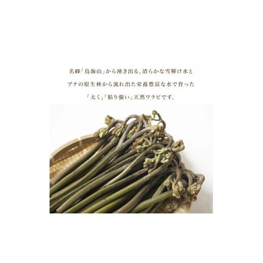 ふるさと納税 野菜類 山菜 山形県 酒田市 庄内産 天然わらび (アク抜き済み) 約1.2kg(200g×6束) SA2891の画像