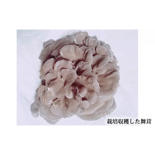 ふるさと納税 雑貨・日用品 岐阜県 揖斐川町   あすかの恵 舞茸 原木菌(ほだ木) 4本セット