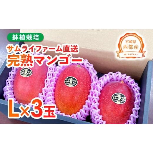 ふるさと納税 自治体にお任せ 宮崎県 西都市 西都産完熟マンゴー Ｌサイズ×3個 鉢植栽培 宮崎県西都産 サムライファーム 1.5-233 宮崎マンゴー 果物 フルーツ… | 