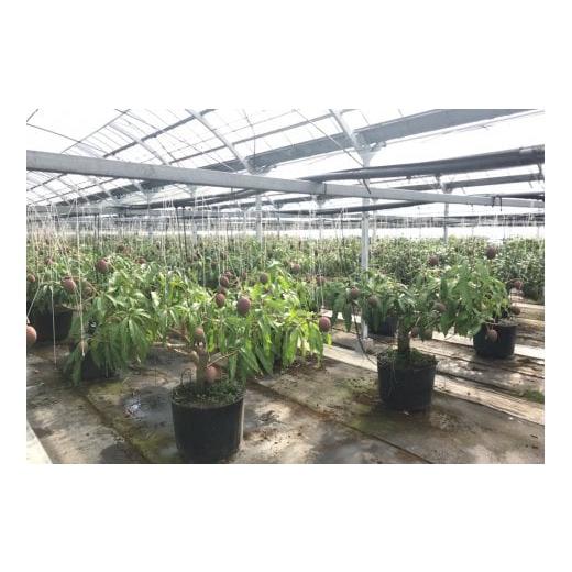 ふるさと納税 自治体にお任せ 宮崎県 西都市 西都産完熟マンゴー Ｌサイズ×3個 鉢植栽培 宮崎県西都産 サムライファーム 1.5-233 宮崎マンゴー 果物 フルーツ… |  | 03