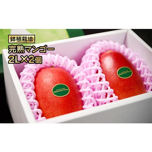 ふるさと納税 マンゴー 宮崎県 西都市 鉢植栽培 西都産完熟マンゴー 2L