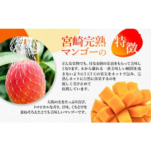 ふるさと納税 マンゴー 宮崎県 西都市 鉢植栽培 西都産完熟マンゴー 2L