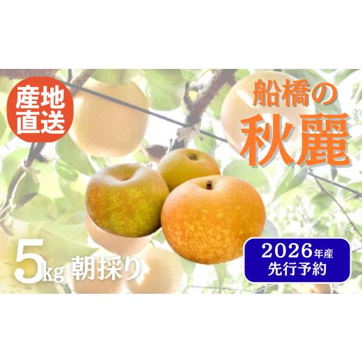 ふるさと納税 梨 千葉県 船橋市 2026年産 船橋のなし「秋麗」(い志い農園)