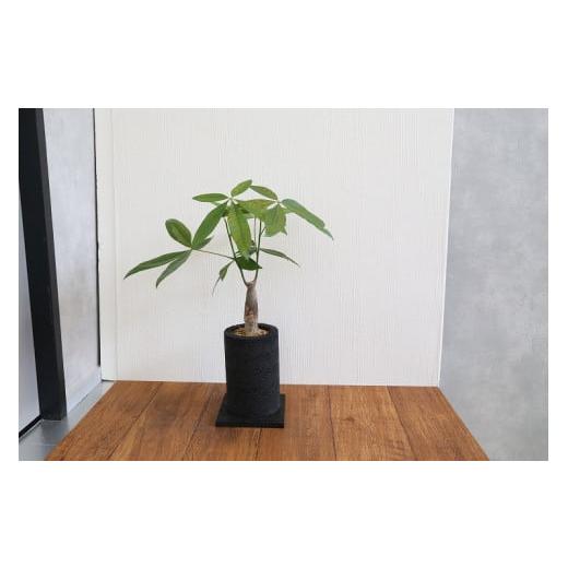 ふるさと納税 花・苗木 熊本県 天草市 S060-077_エコ・ポチ チムニー 黒 パキラ 観葉植物 黒(竹炭)パキラ