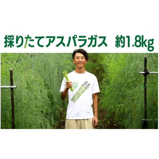 ふるさと納税 野菜類 アスパラガス 岩手県 北上市 5月GW明けごろ〜発送予定 　春 採りたて アスパラガス　約1.8kg アスパラ 野菜 季節の野菜 石井建一 岩手県…