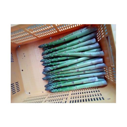 ふるさと納税 野菜類 アスパラガス 岩手県 北上市 5月GW明けごろ〜発送予定 　春 採りたて アスパラガス　約1.8kg アスパラ 野菜 季節の野菜 石井建一 岩手県…