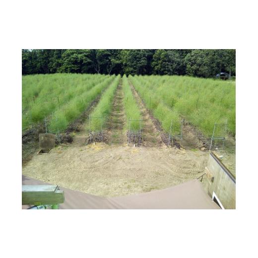 ふるさと納税 野菜類 アスパラガス 岩手県 北上市 5月GW明けごろ〜発送予定 　春 採りたて アスパラガス　約1.8kg アスパラ 野菜 季節の野菜 石井建一 岩手県…