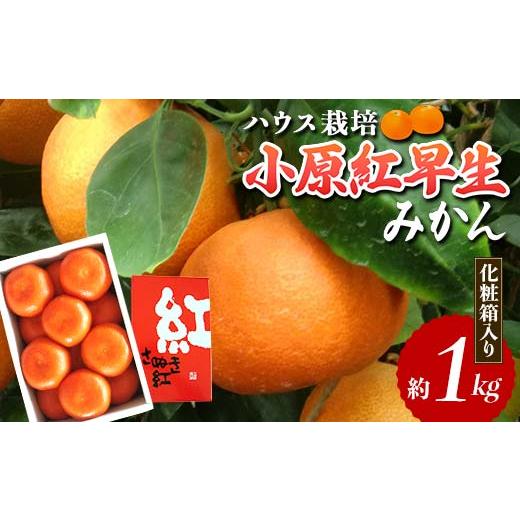 ふるさと納税 果物類 みかん 香川県 琴平町  先行予約2026年6月〜2026年7月頃お届け ハウス小原紅早生みかん 化粧箱 (約1kg) みかん 柑橘 果物 フルーツ くだ… | 