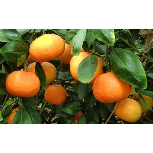 ふるさと納税 果物類 みかん 香川県 琴平町  先行予約2026年6月〜2026年7月頃お届け ハウス小原紅早生みかん 化粧箱 (約1kg) みかん 柑橘 果物 フルーツ くだ… |  | 03