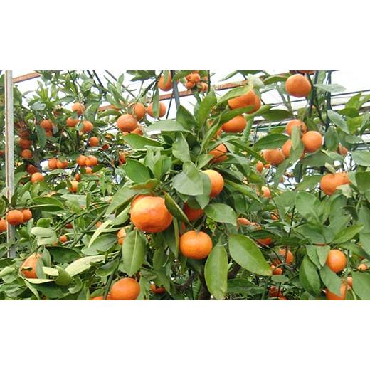 ふるさと納税 果物類 みかん 香川県 琴平町  先行予約2026年6月〜2026年7月頃お届け ハウス小原紅早生みかん 化粧箱 (約1kg) みかん 柑橘 果物 フルーツ くだ… |  | 04