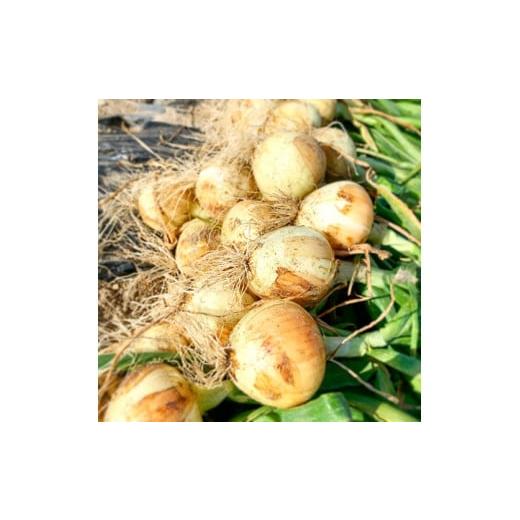 ふるさと納税 野菜類 玉ねぎ 愛知県 碧南市  2026年発送 笑顔で笑顔を作る武ちゃん農場の新玉ねぎ“玉笑ちゃん” 9個 H095-029の画像