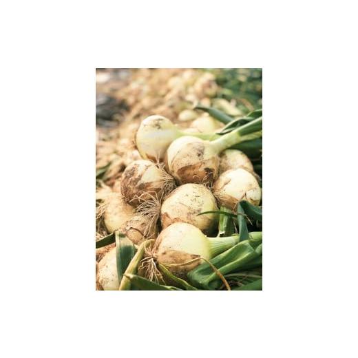 ふるさと納税 野菜類 玉ねぎ 愛知県 碧南市  2026年発送 笑顔で笑顔を作る武ちゃん農場の新玉ねぎ“玉笑ちゃん” 9個 H095-029の画像