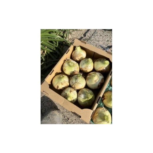 ふるさと納税 野菜類 玉ねぎ 愛知県 碧南市  2026年発送 笑顔で笑顔を作る武ちゃん農場の新玉ねぎ“玉笑ちゃん” 9個 H095-029の画像
