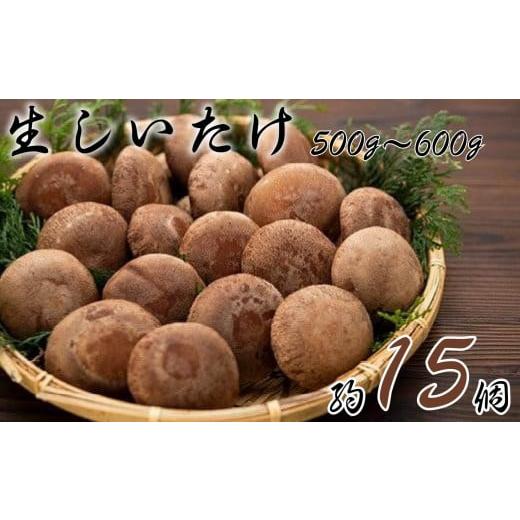 ふるさと納税 千葉県 銚子市 生椎茸(約500〜600g、15個程度)