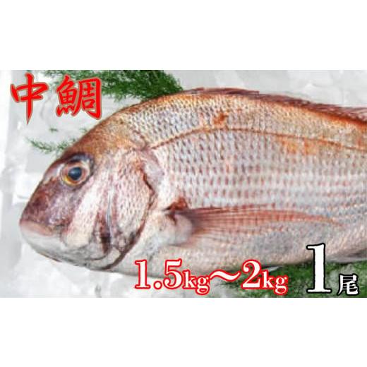 ふるさと納税 千葉県 銚子市 中鯛(1.5kg〜2kg)一尾