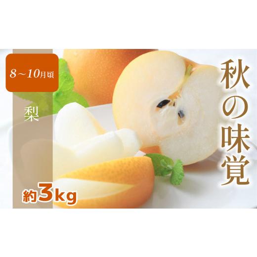 ふるさと納税 果物の詰合せ 熊本県 玉名市  定期便 熊本人気フルーツ 玉名市産 春夏秋冬 に 合計4回発送 | フルーツ 果物 くだもの 人気フルーツ いちご 苺 ス…_4
