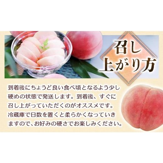 ふるさと納税 もも 長野県 豊丘村  2026年発送先行予約 桃 あかつき 約5kg 小玉 20〜22玉   2026年7月下旬〜8月初旬発送予定の画像