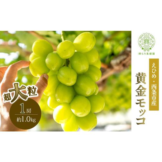 ふるさと納税 ぶどう マスカット 愛媛県 西条市 超大粒ぶどう 先行予約 愛媛・西条の完熟・朝摘み 黄金モッコ （雄宝）1kg 1房入り ｜ 2026年7月下旬〜8月上…の画像