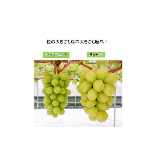 ふるさと納税 ぶどう マスカット 愛媛県 西条市 超大粒ぶどう 先行予約 愛媛・西条の完熟・朝摘み 黄金モッコ （雄宝）1kg 1房入り ｜ 2026年7月下旬〜8月上…の画像