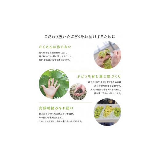 ふるさと納税 ぶどう マスカット 愛媛県 西条市 超大粒ぶどう 先行予約 愛媛・西条の完熟・朝摘み 黄金モッコ （雄宝）1kg 1房入り ｜ 2026年7月下旬〜8月上…の画像
