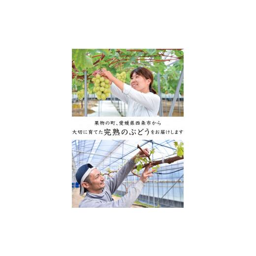 ふるさと納税 ぶどう マスカット 愛媛県 西条市 超大粒ぶどう 先行予約 愛媛・西条の完熟・朝摘み 黄金モッコ （雄宝）1kg 1房入り ｜ 2026年7月下旬〜8月上…の画像