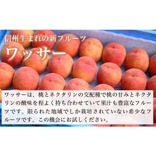 ふるさと納税 もも 長野県 小布施町 ワッサー 約3kg 7〜12玉 ［おぶせファーマーズ］果物 フルーツ クール便 冷蔵便 長野県産 信州産 令和8年産 2026年8月上旬…の画像