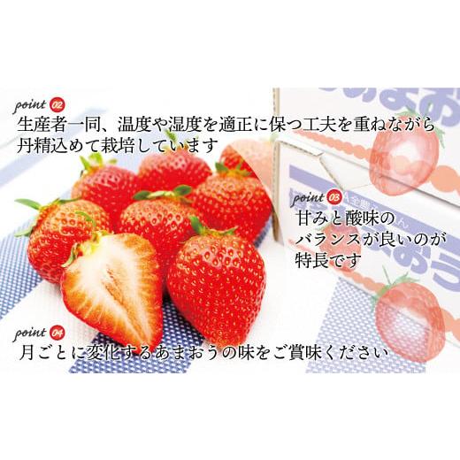 ふるさと納税 福岡県 福津市 博多あまおう4パック3回定期便【2024年2〜4月】約1，120g×3回[E5342a] 