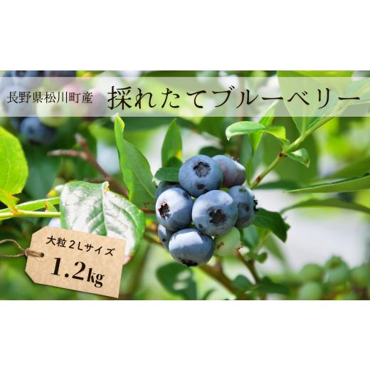 ふるさと納税 長野県 松川町 KB01-24A ブルーベリー 1.2kg ／6月下旬頃から発送予定 ／／ 採れたて 長野県 南信州 松川町 フレッシュブルーベリー 摘みたて 朝…｜furusatochoice｜02