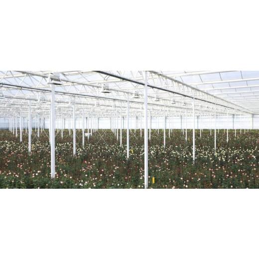 ふるさと納税 花・苗木 花束 滋賀県 守山市 Flower Bouquet（バラのブーケ）20本 赤系 AN-0003-01 赤系の画像