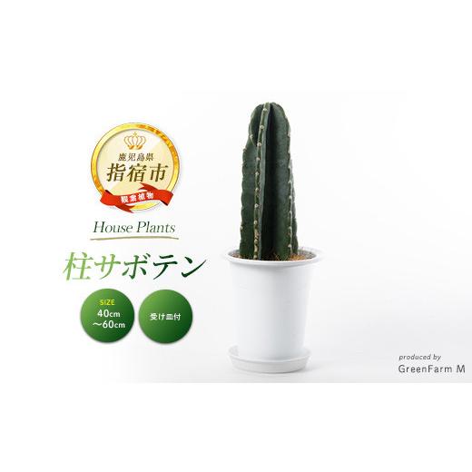 ふるさと納税 雑貨・日用品 苗木 鹿児島県 指宿市 2026年3月上旬〜発送 観葉植物 柱サボテン40cm〜60cm(Green Farm M/IB075-007) 観葉植物 植物 鉢付 インテ…