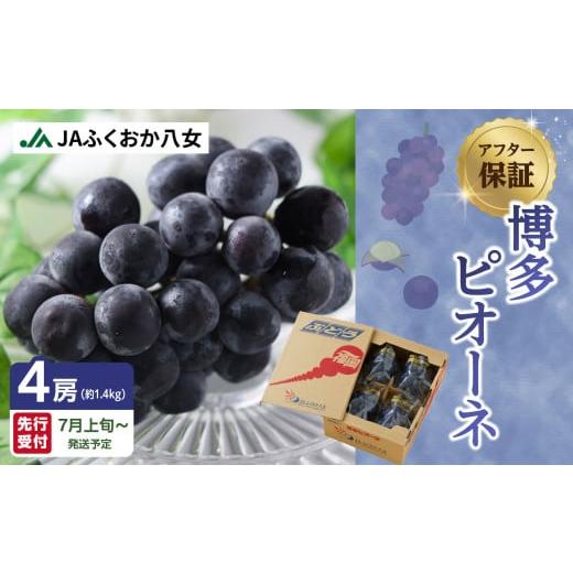 ふるさと納税 ぶどう 巨峰 福岡県 八女市 先行受付 アフター保証 博多ピオーネ 1.4kg(350g×4パック)ぶどう 巨峰 ピオーネ アフター保証 |7月上旬〜発送予…