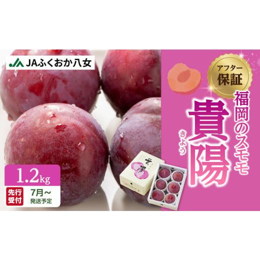 ふるさと納税 もも 福岡県 八女市 先行受付 アフター保証 福岡のスモモ 貴陽 1.2kg JAふくおか八女 7月上旬〜発送予定 すもも スモモ 貴陽 フルーツ 産地直送…