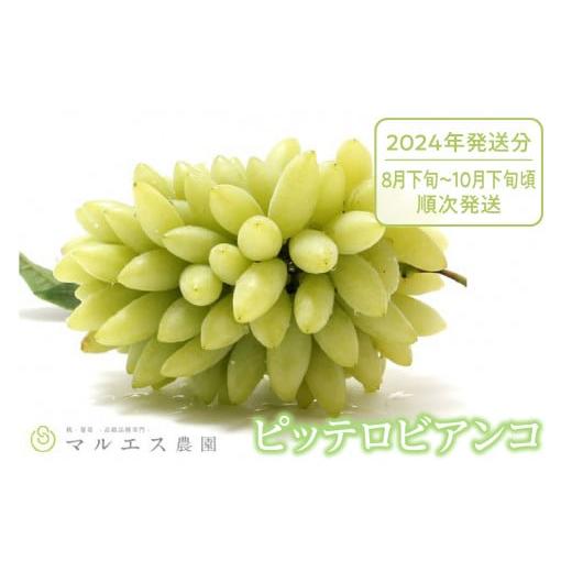 ふるさと納税 山梨県 甲州市 「マルエス農園」ピッテロビアンコ 合計1.2kg以上【2024年発送】（MS）B15-402 合計1 2kg以上