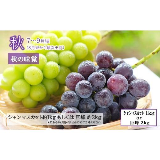 ふるさと納税 果物の詰合せ 熊本県 和水町  定期便４回 春夏秋冬 旬の人気フルーツ 熊本県なごみ町 | 熊本県 熊本 くまもと 和水町 なごみ フルーツ 果物 いち…_4