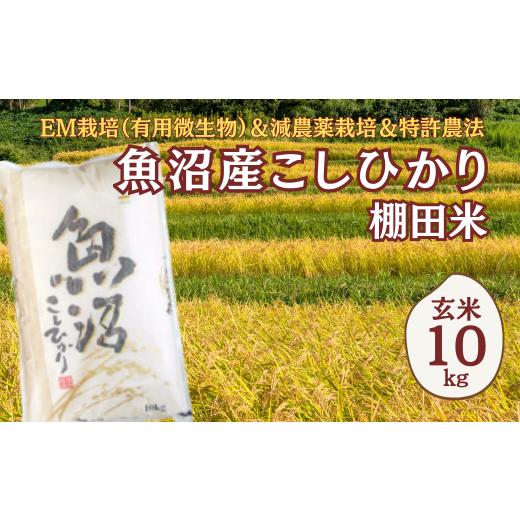 ふるさと納税 玄米 新潟県 小千谷市 令和7年産 農家直送の棚田米 魚沼産コシヒカリ 玄米10kg(10kg×1袋) 佐藤農場 | 新潟県産 コシヒカリ お米 米 おこめ こ…