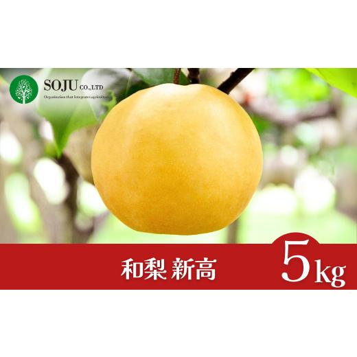 ふるさと納税 梨 新潟県 三条市 和梨 新高 約5kg 令和7年度 新高梨 贈答用 新潟県 三条市産 三条果樹専門家集団