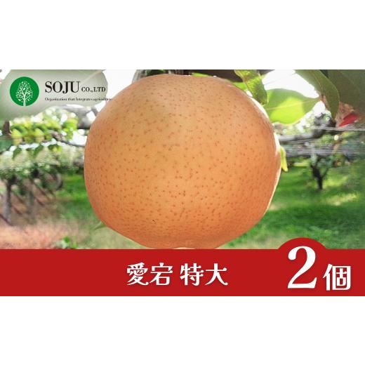 ふるさと納税 梨 新潟県 三条市 和梨 愛宕 特大2個 令和7年度 新潟県三条市産 梨 愛宕梨 三条果樹専門家集団