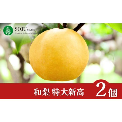 ふるさと納税 梨 新潟県 三条市 特大 新高梨 2個 令和7年度 和梨 贈答用 新潟県産 梨 三条果樹専門家集団