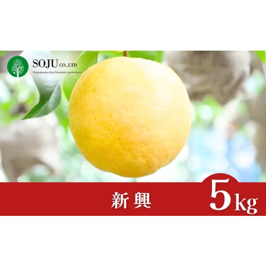 ふるさと納税 梨 新潟県 三条市 和梨 新興 約5kg 贈答用 令和7年度 新潟県 三条市産 三条果樹専門家集団