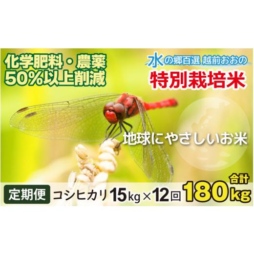 ふるさと納税 米 コシヒカリ 福井県 大野市 令和7年産 12ヶ月定期便 こしひかり 15kg × 12回 計 180kg 白米 減農薬・減化学肥料 「特別栽培米」