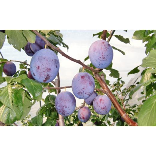 ふるさと納税 果物類 長野県 小諸市 信州小諸・福井りんご園の生プルーン 約1.8kg  