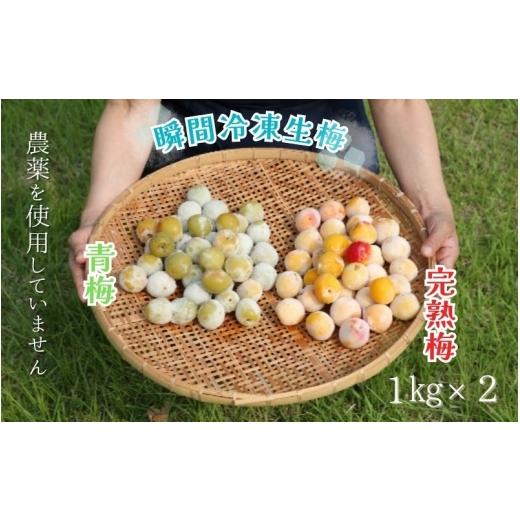 ふるさと納税 加工品等 梅干 和歌山県 みなべ町 農薬を使用していない南高梅　青梅1kg、完熟梅1kg　trgk003A_1