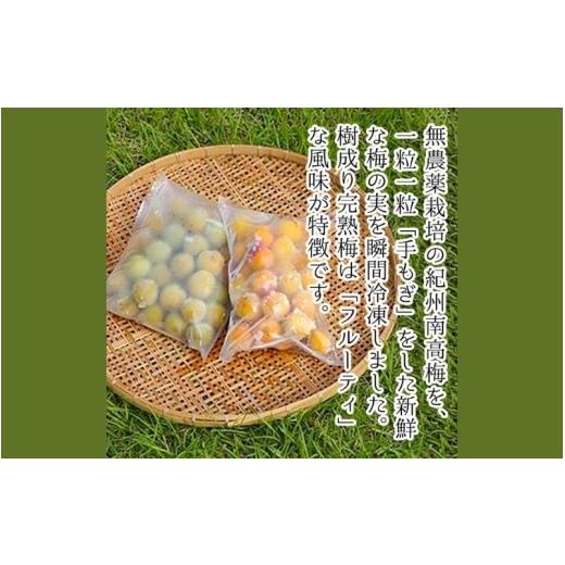 ふるさと納税 加工品等 梅干 和歌山県 みなべ町 農薬を使用していない南高梅　青梅1kg、完熟梅1kg　trgk003A_4