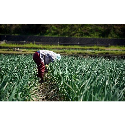 ふるさと納税 野菜類 玉ねぎ 兵庫県 南あわじ市  先行受付 希少 特別栽培真っ白な白たまねぎ 10kg 〜ひょうご安心ブランド認証取得〜 配送５月中旬〜６月下…の画像