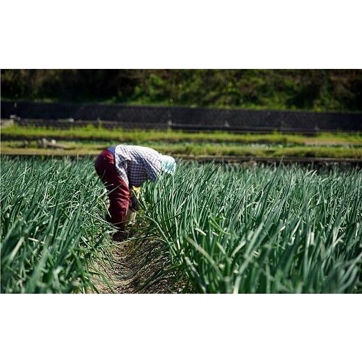 ふるさと納税 野菜類 玉ねぎ 兵庫県 南あわじ市 ＼うまい玉ねぎできたでー／特別栽培玉ねぎ3キロ〜ひょうご安心ブランド認証取得〜