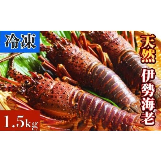 ふるさと納税 エビ 伊勢エビ 高知県 黒潮町 天然 伊勢海老 1.5kg(3〜6尾) 新鮮 伊勢エビ 産地直送 エビ 海老 海鮮 魚介類 魚貝 えび お祝い ギフト 贈答用 …