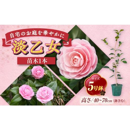 ふるさと納税 雑貨・日用品 苗木 愛知県 稲沢市 椿 「淡乙女-うすおとめ-」 5号鉢 苗木?/ 植物 椿名花 花 苗 鉢植え / 稲沢市 / 椿園株式会社